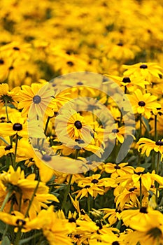 Field of Tuscany sunflowers