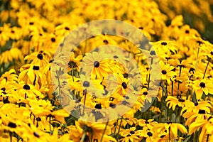 Field of Tuscany sunflowers