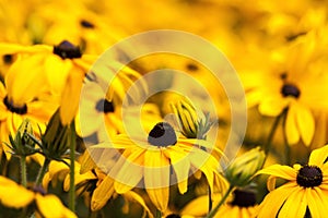 Field of Tuscany sunflowers