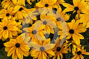 Field of Tuscany sunflowers