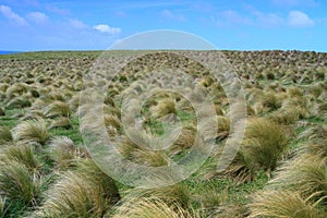 Field of tussock grass