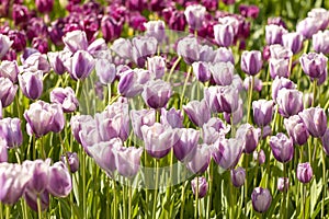 Field of Typical Dutch purple tulips