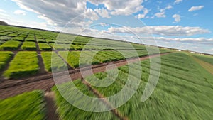 Field of Ukraine, cultivation of crops, young sprouts , food, Aerial view