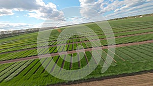 Field of Ukraine, cultivation of crops, young sprouts , food, Aerial view
