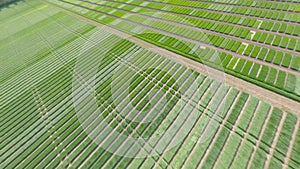 Field of Ukraine, cultivation of crops, young sprouts , food, Aerial view