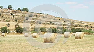 Field under blue sky in Larnaca, Cyprus. Rural landscape with golden haystacks on idyllic sunny day