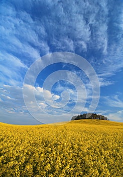 field under sky