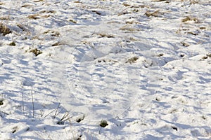 Field with undulating snow cover and grass tufts