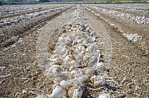 Field with unearthed onions lines, Badajoz, Spain