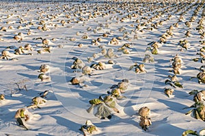 Field unharvested winter cabbage