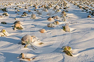 Field unharvested winter cabbage