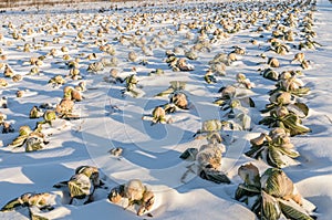 Field unharvested winter cabbage