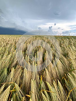 field of unripe barley cereal plants
