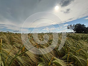 field of unripe barley cereal plants