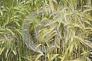 Field unripe barley with a single ears of oats