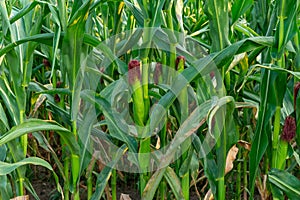 Field with unripe corncobs