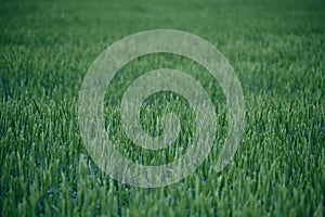 Field with unripe green ears wheat