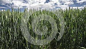 Field with unripe wheat