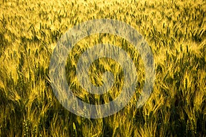 Field with unripe wheat at sunset