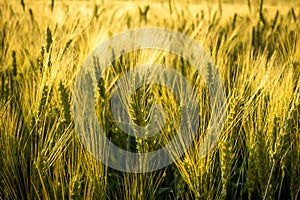 Field with unripe wheat at sunset, closeup