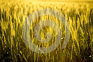 Field with unripe wheat at sunset, closeup