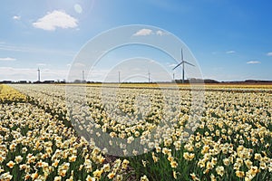 Field with varieties of daffodils in the province of North Holland.
