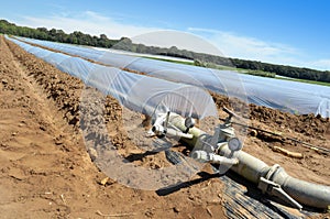 Field of vegetable crops in rows covered with polythene cloches protection