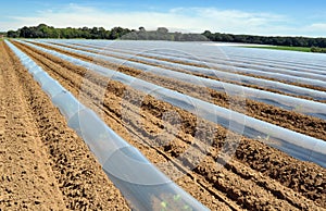 Field of vegetable crops in rows covered with polythene cloches protection photo