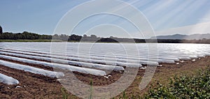Field of vegetable crops in rows covered with polythene cloches protection photo