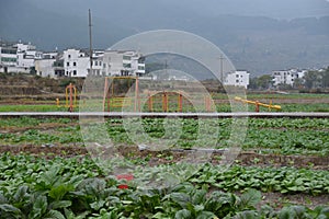 Field vegetable farming playground