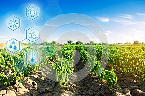 field of vegetables on a sunny day. Fresh green greens. Innovations and developments in agriculture. Scientific work and selection