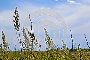 Field vegetation against the blue sky.