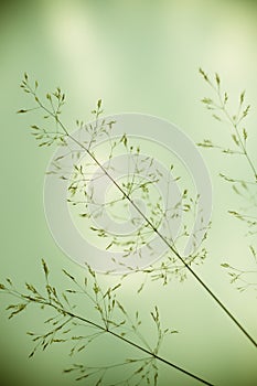 Field vegetation details