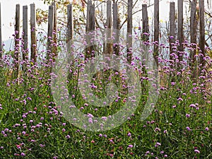 Field verbena flowers on background in the morning.