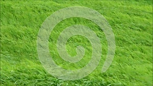 Field of vibrant green grasses blowing in the strong wind