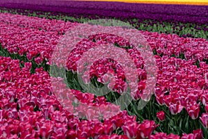 Field of vibrant pink tulips.