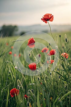 Poppies on Summer Field. Shallow DOF photo