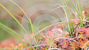 Field. Video. Flower field. Cosmos flower in a field. Field plants.