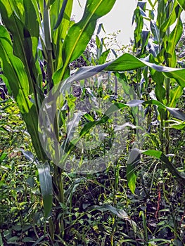 Field view of corn cultivation from the inside