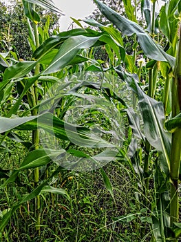 Field view of corn cultivation from the inside