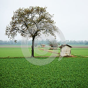 Field view from North Italy