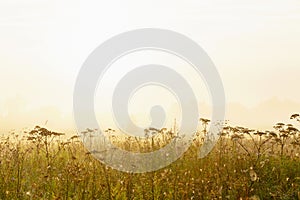 A field in a village in the bright golden dawn sun. Magnificent nature