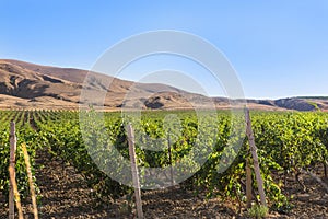 field vineyard in highlands