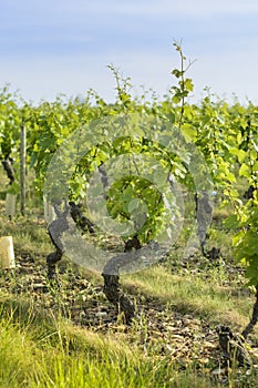 Into a field of vineyards