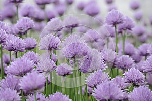 Field of violet blossoms of chives in sunlight of summertime garden photo