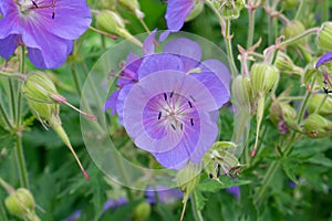 Field violet flower photo