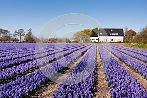 Field of violet flowers - Hyacint photo