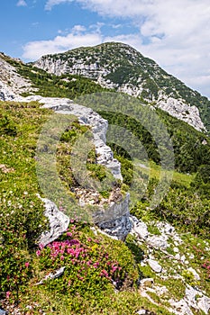 Field of violet flowers with mountain Hochobir in Carinthia, Austria