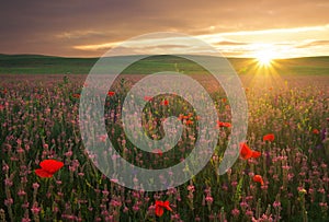 Field with violet flowers and red poppies against the sunset sky