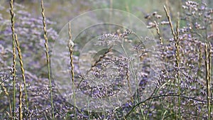 Field violet flowers stagger from the wind